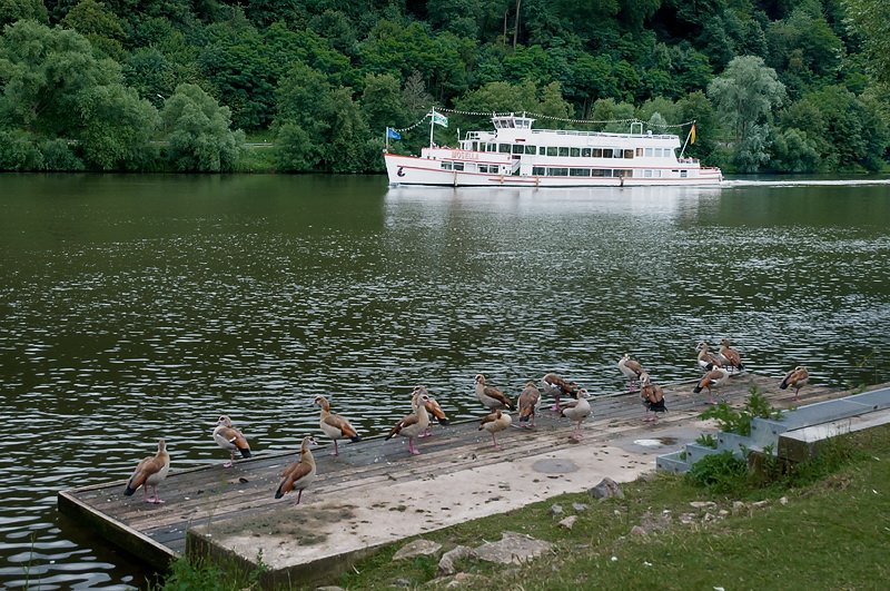 schiff Tiere Mosel 07-2012D35_8643 als Smart-Objekt-1 Kopie.jpg - Natur pur am Moselufer